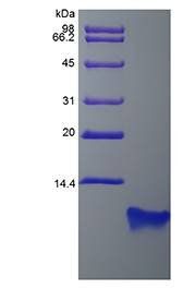 Rat BD-4 protein
