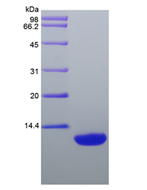 Rat CCL22 protein