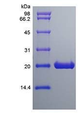 Rat CNTF protein