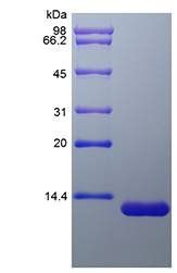 Rat Eotaxin-2 protein