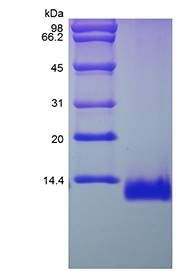 Rat Eotaxin protein