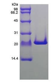 Rat FGF-10 protein