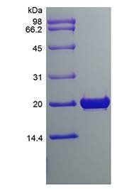 Rat FGF-18 protein