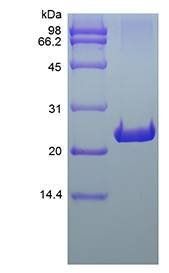 Rat FGF-9 protein