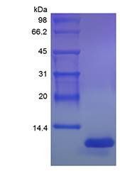 Rat Fractalkine protein