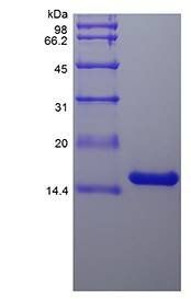 Rat IL-22 protein