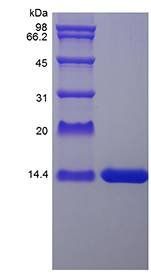 Rat IL-2 protein