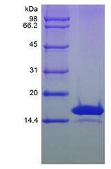 Rat IL-3 beta protein