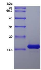 Rat IL-7 protein