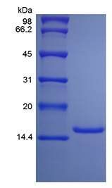 Rat IL-9 protein