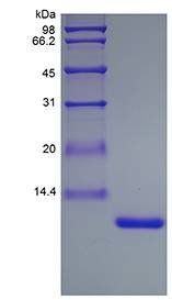 Rat IL13 protein