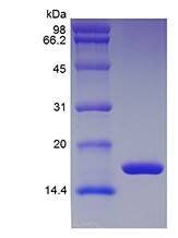 Rat IL1 beta protein