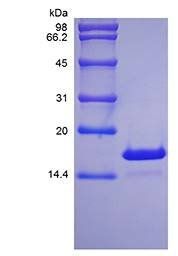 Rat IL21 protein