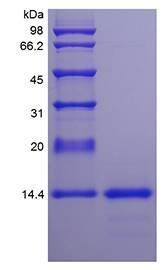 Rat IL4 protein