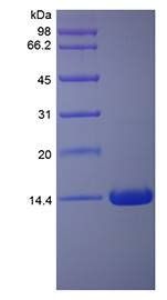 Rat Interferon-gamma protein