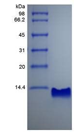 Rat IP-10 protein
