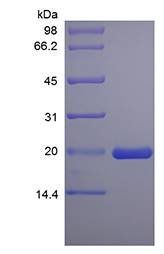 Rat LIF protein