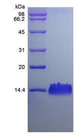 Rat LIX protein