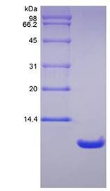 Rat NAP-2 protein