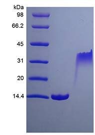 Rat PDGF B protein