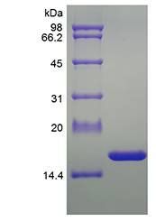 Rat TNF alpha protein