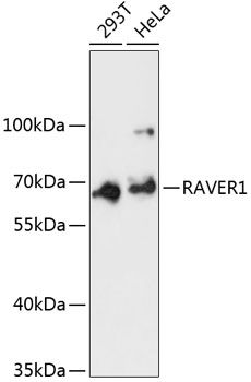 RAVER1 antibody