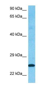 RB33A antibody