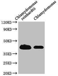 RB38 antibody