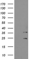 RbAp46 (RBBP7) antibody