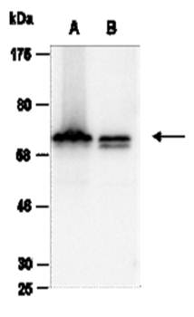 RBBP5 antibody