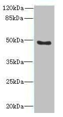 RBBP7 antibody