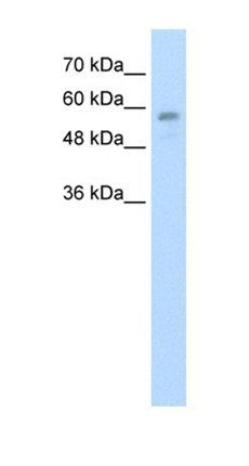 RBCK1 antibody