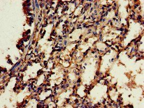 RBFA Antibody