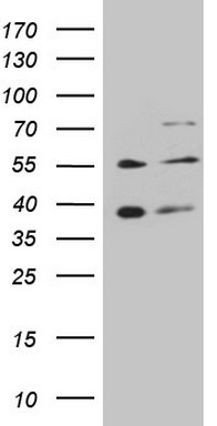 RBFOX1 antibody