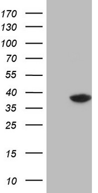 RBFOX1 Antibody