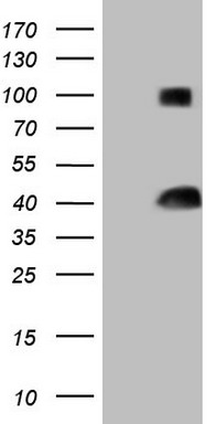 RBFOX1 Antibody