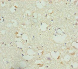 RBFOX1 Antibody