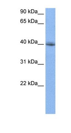 RBFOX2 antibody