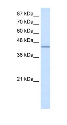 RBFOX2 antibody