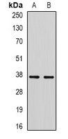 RBFOX3 antibody