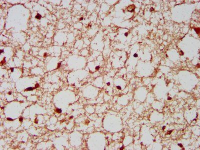 RBFOX3 Antibody