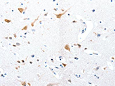 RBFOX3 Antibody