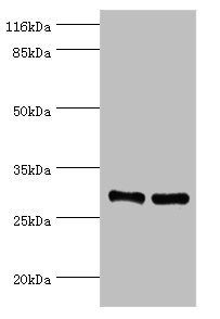 RBKS Antibody
