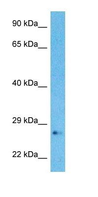 RBL2A antibody