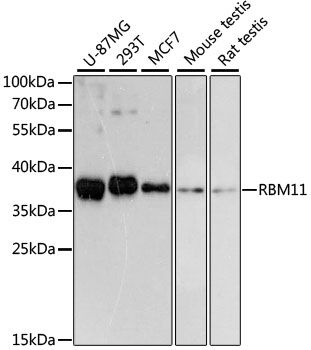 RBM11 antibody