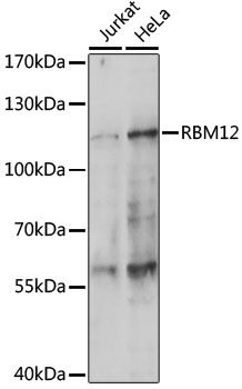 RBM12 antibody