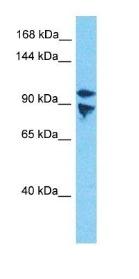 RBM19 antibody