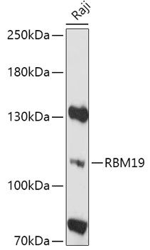 RBM19 antibody