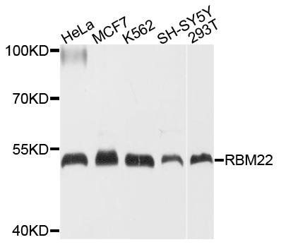 RBM22 antibody