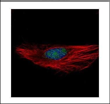 RBM28 antibody